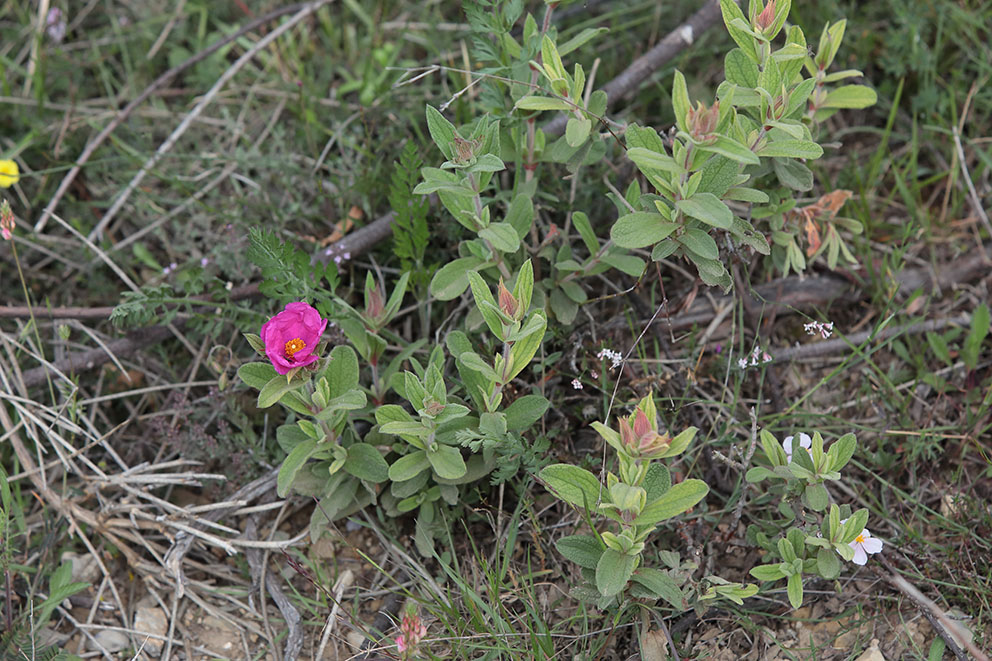 Cistus creticus?